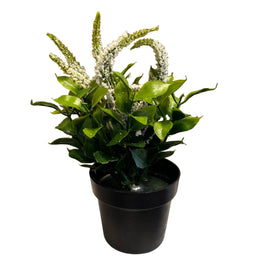Sample Sale Mini Faux White Veronica Plant