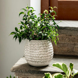 Dappled Ceramic Plant Pot