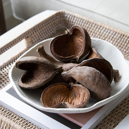 Six Dried Seed pods