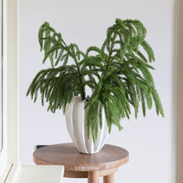 Faux Norfolk Pine Stem