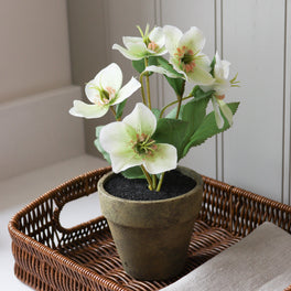 Faux Potted Hellebore