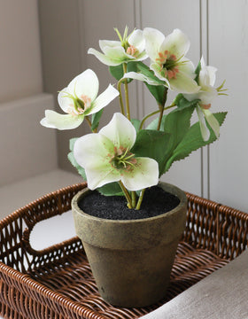 Faux Potted Hellebore