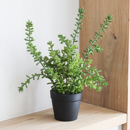 Faux Succulent Plant