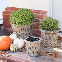 Round Rattan Planter