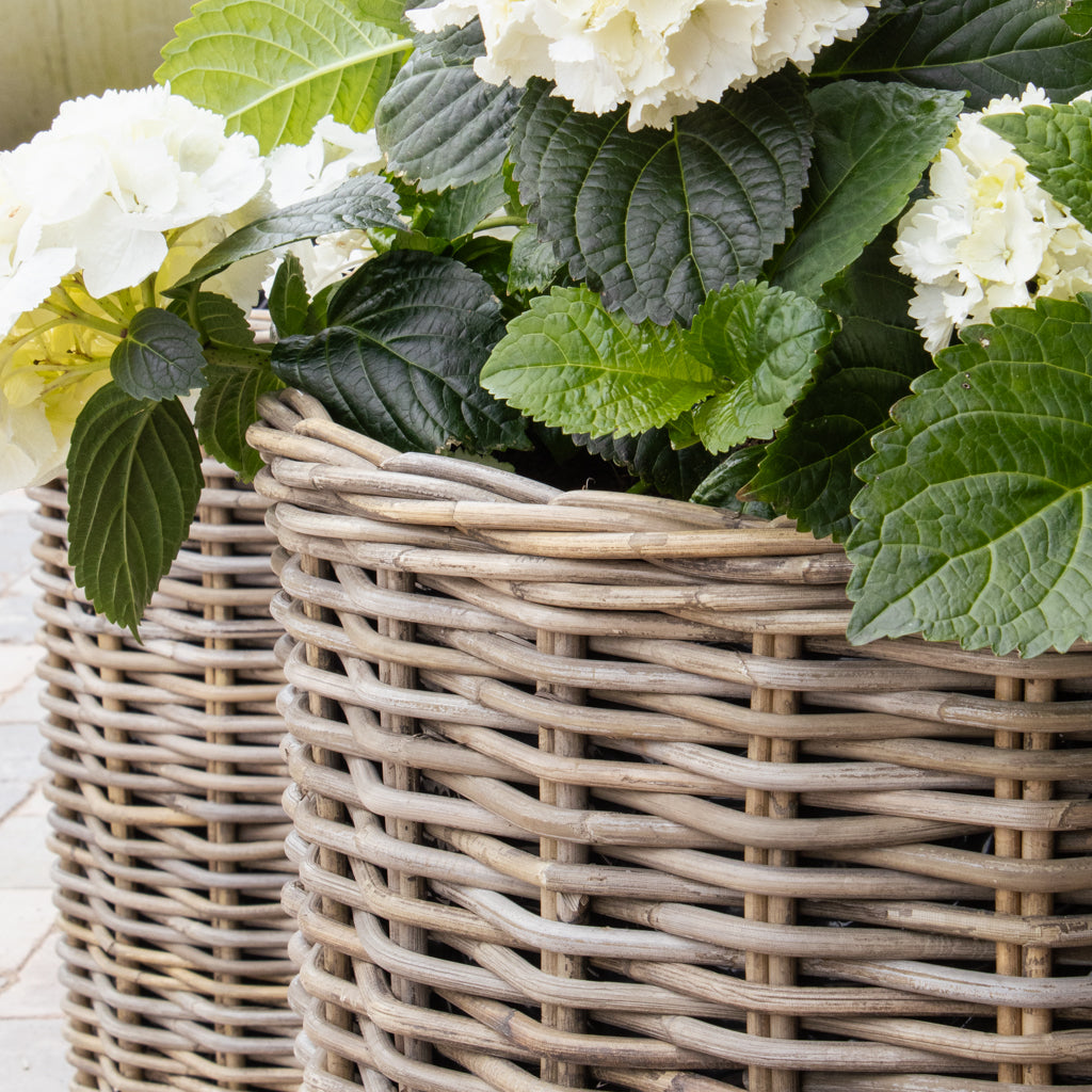 Extra Large Round Rattan Planter With Curved Base - Marquis & Dawe