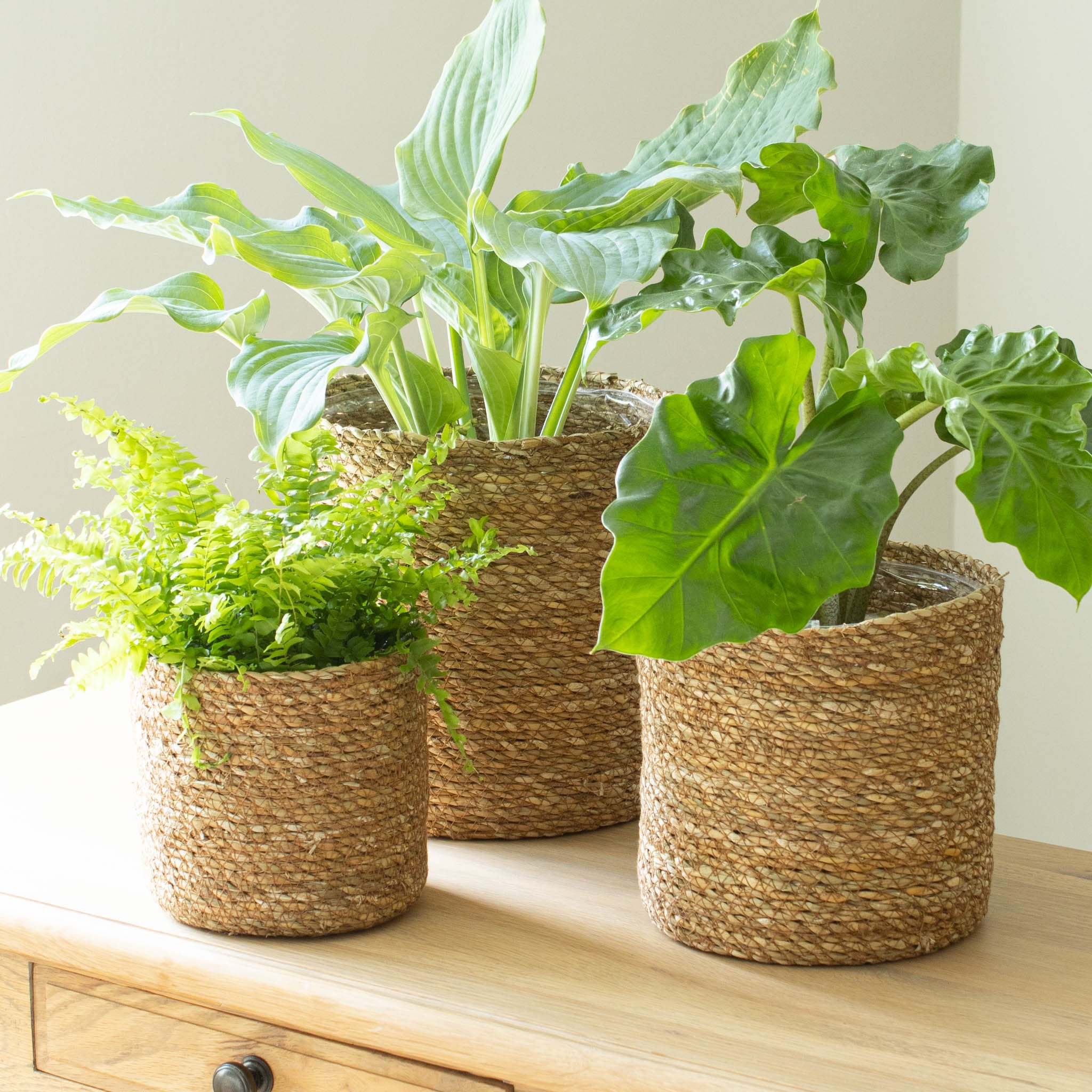 seagrass plant pot Natural Seagrass Plant Pot