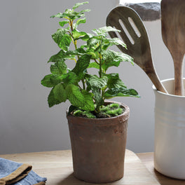 Faux Potted Mint Herb Plant