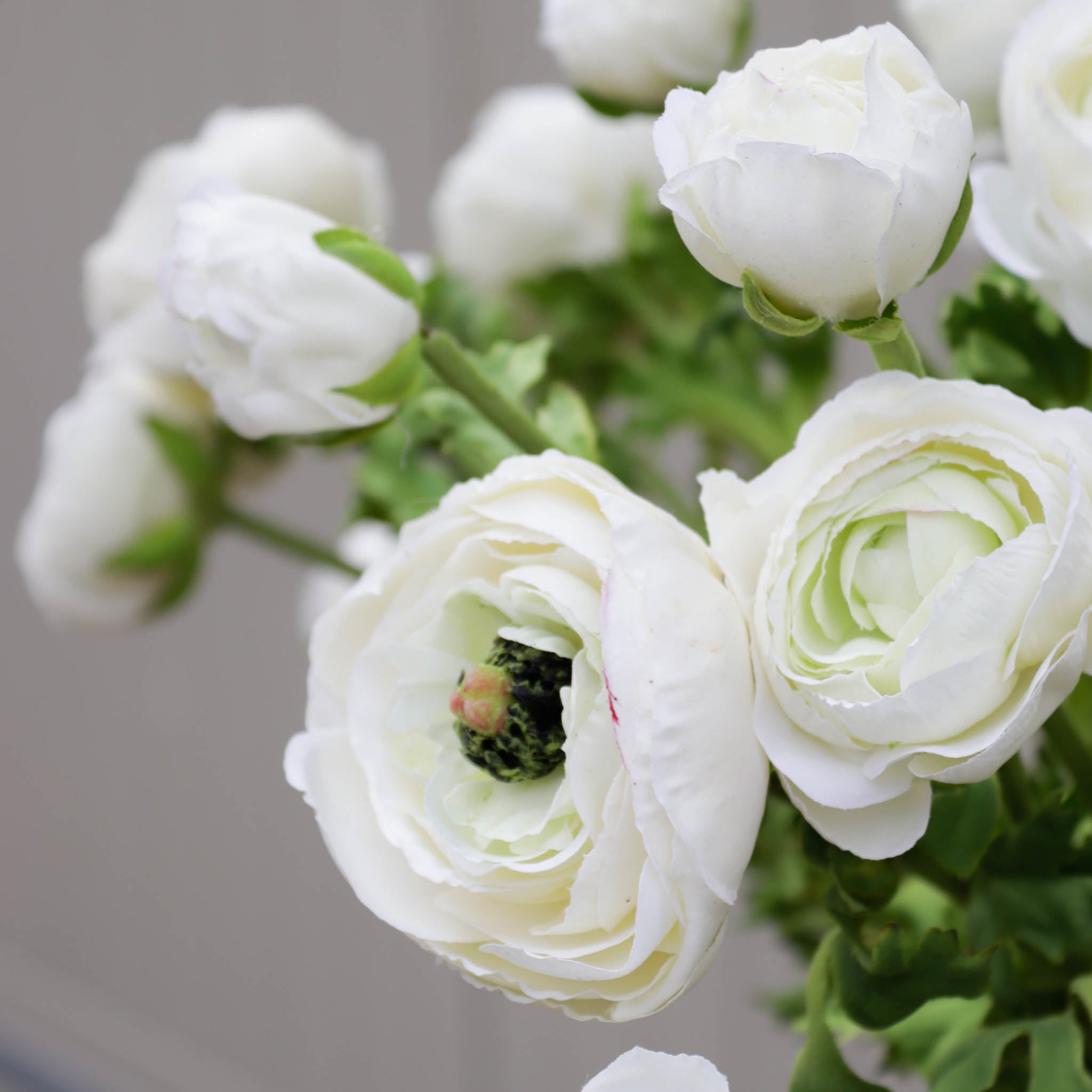 Whtie Ranunculus White Ranunculus New Zealand Bloom Your Partner For The Finest